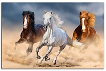 Obraz Cválajúce kone 29044